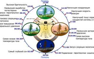 Циркадный ритм