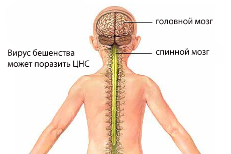 Вирус бешенства