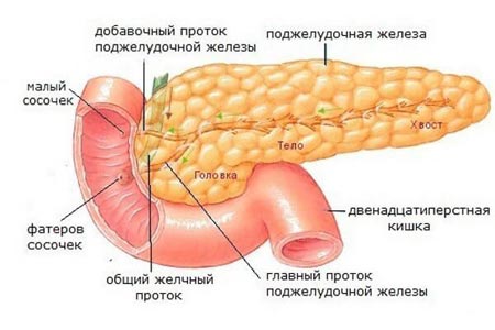 Поджелудочная железа