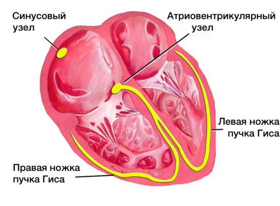 Синусовая аритмия