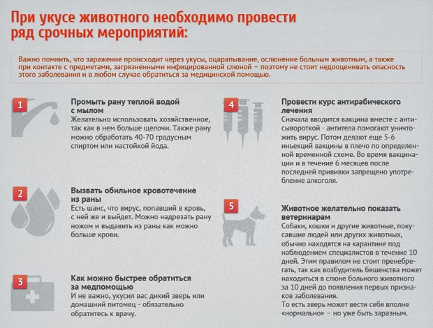 Первая помощь при укусе животного