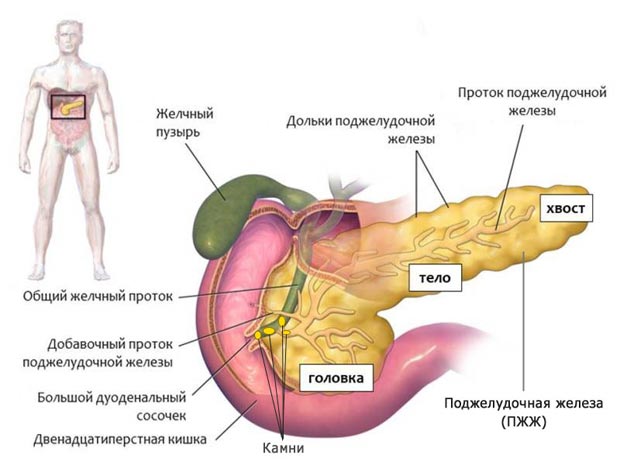 Развитие панкреатита 