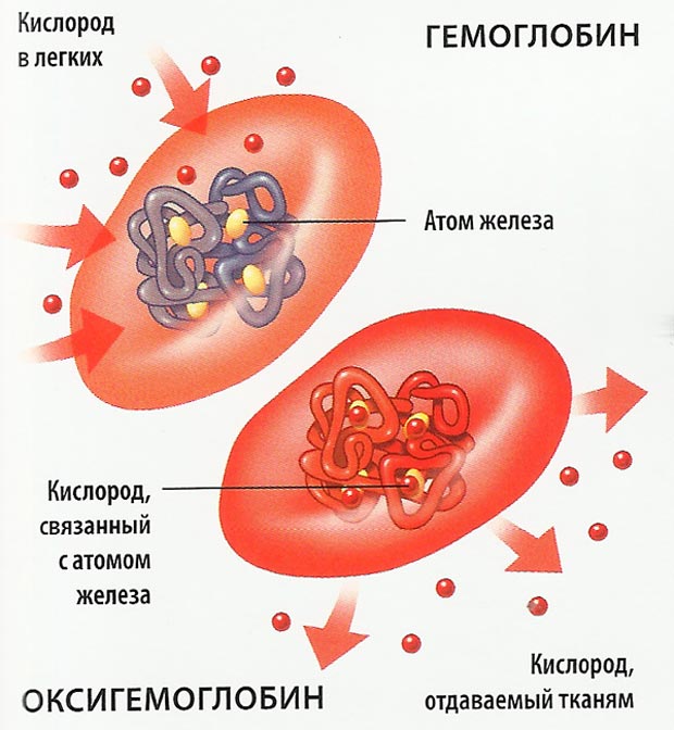 Схема строения эритроцитов