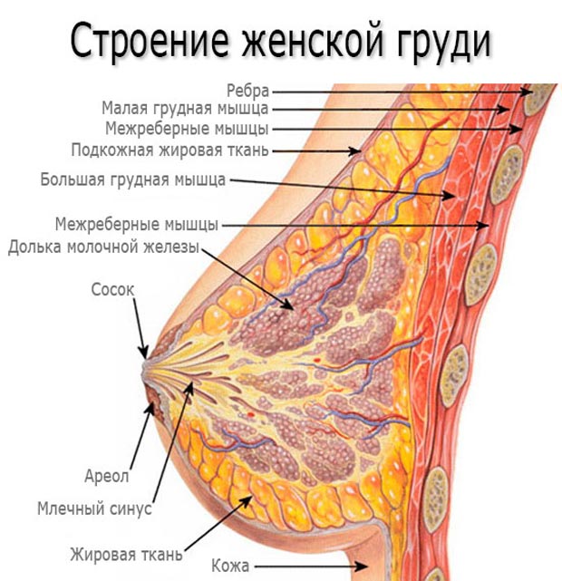 Строение женской груди
