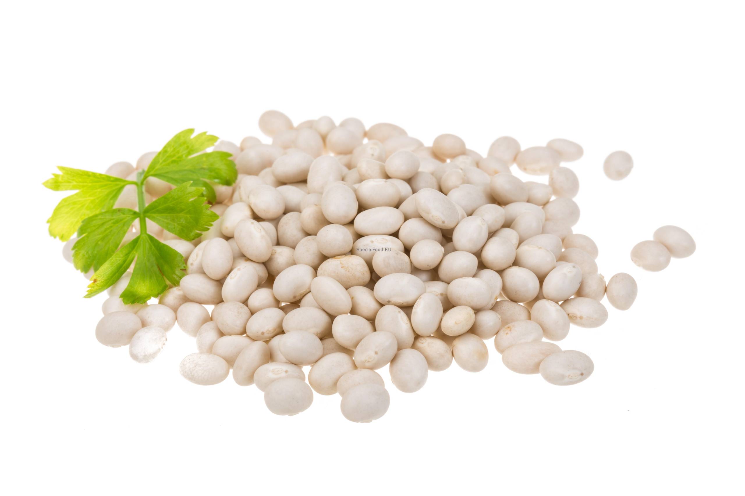 Белая фасоль
