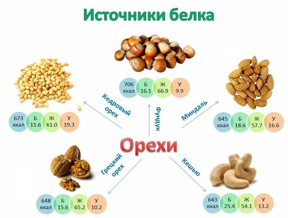 Источники белка Орехи