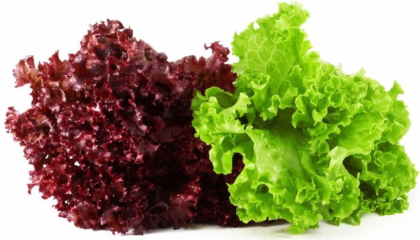 Красный и зеленый салат