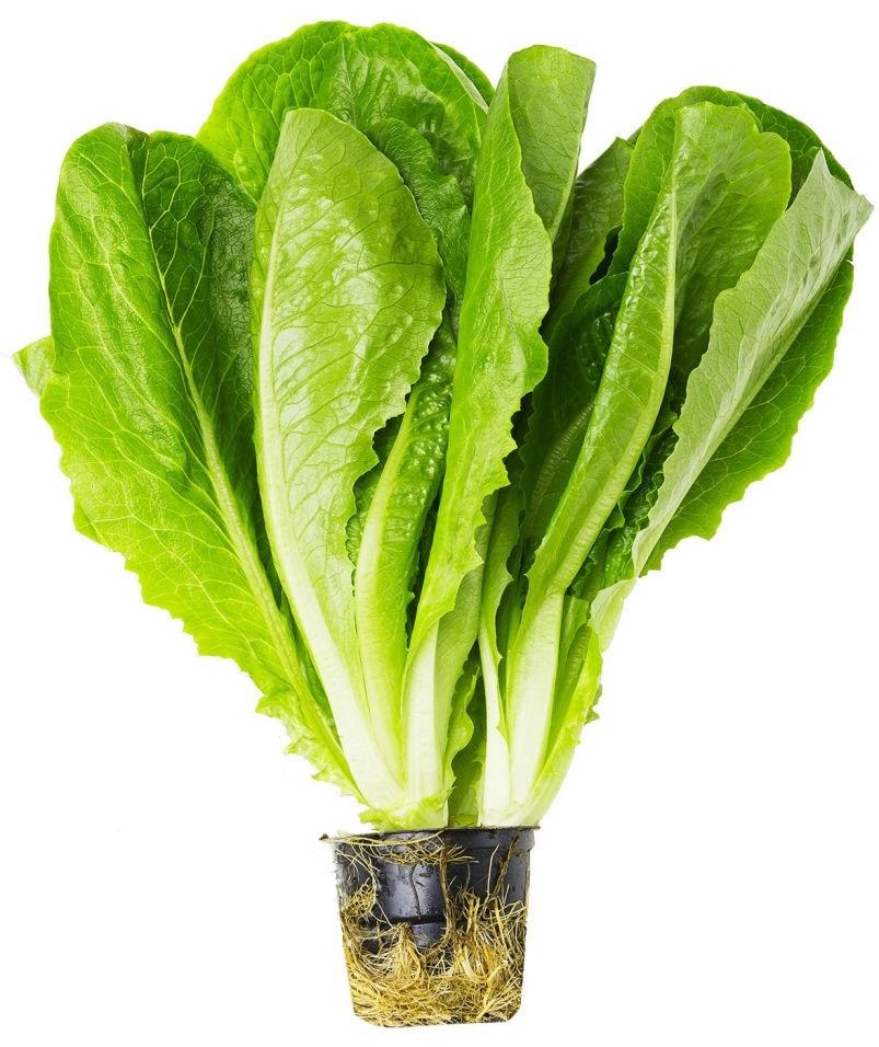 Салат Ромен