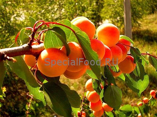 Абрикосы на ветке
