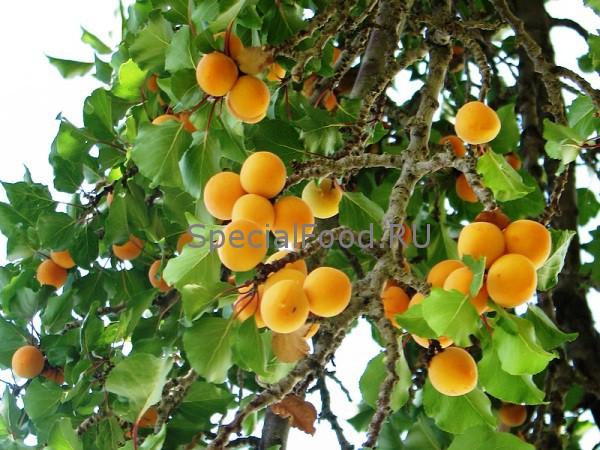 Абрикосы на дереве