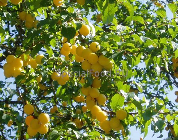 Алыча на дереве