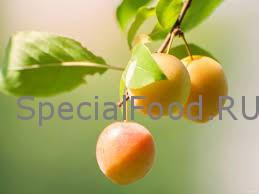 Алыча на ветке