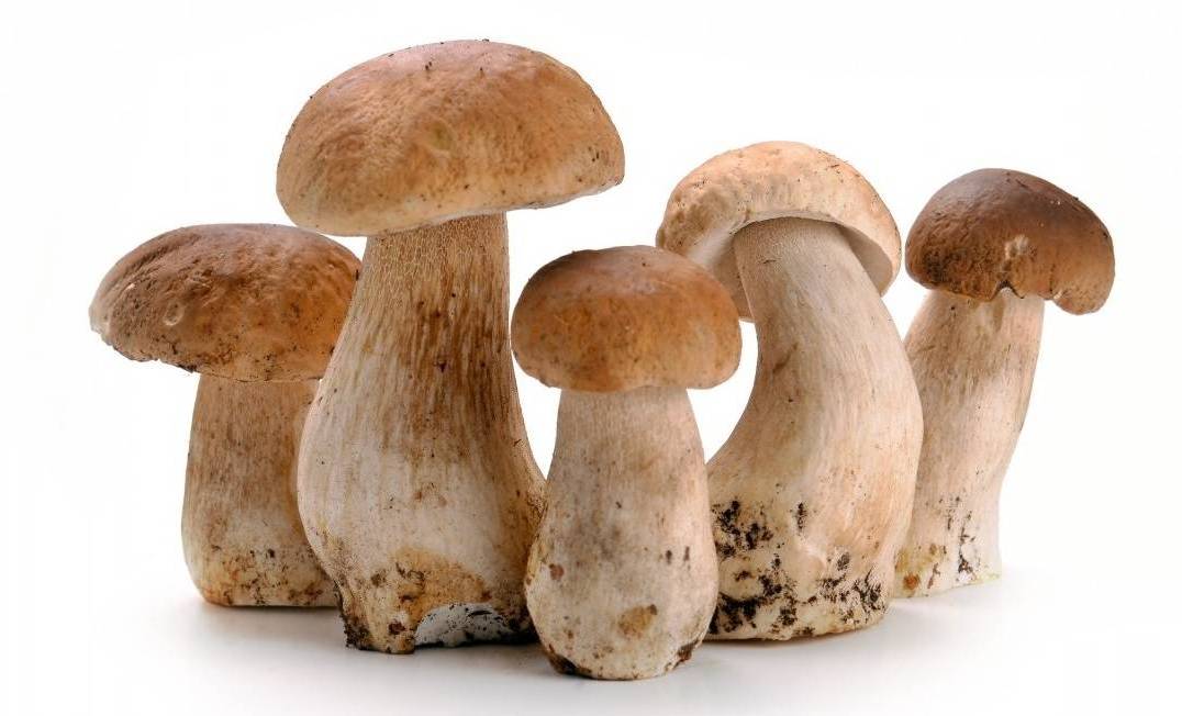 Белые грибы