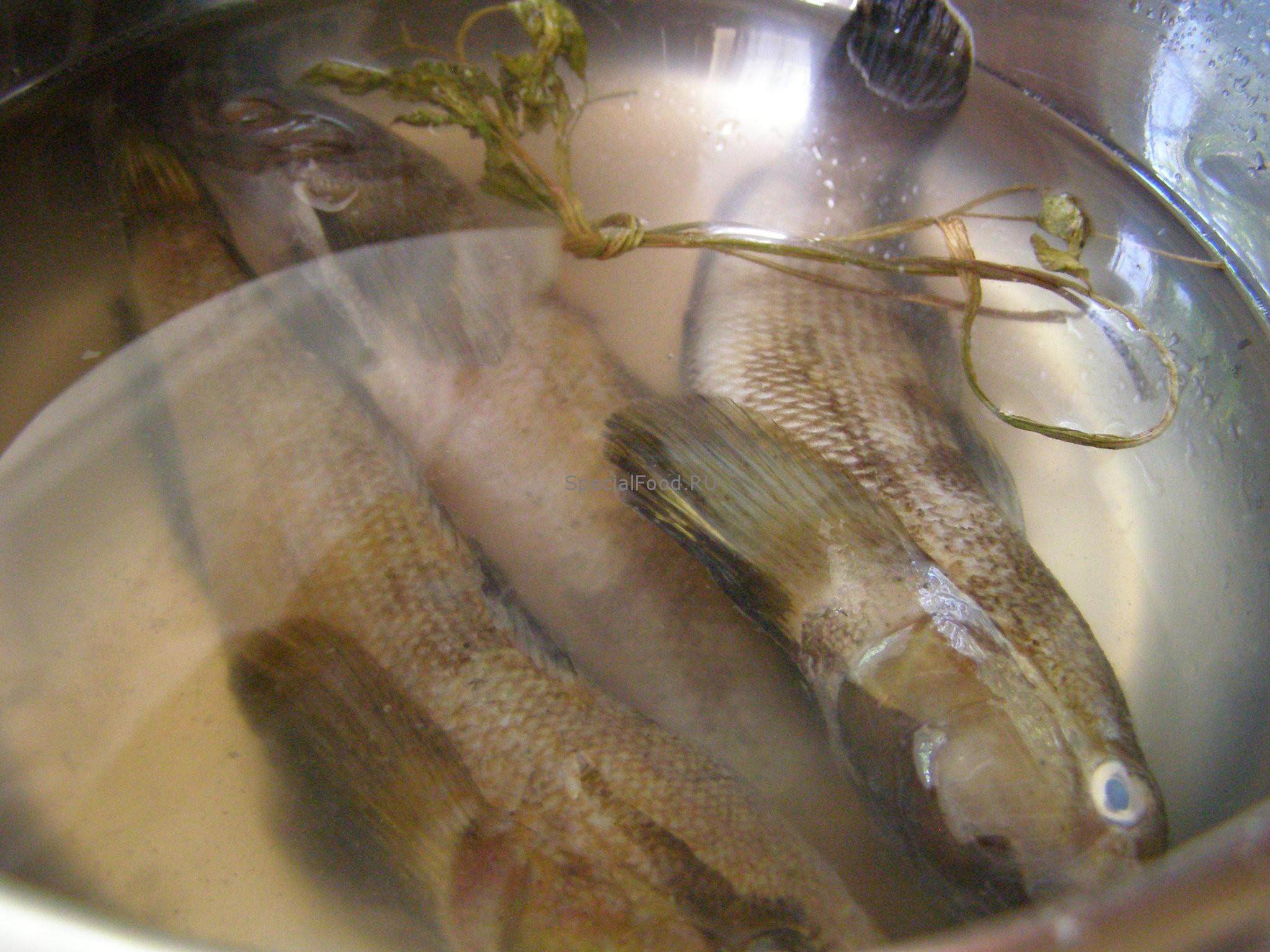 Бычки в воде