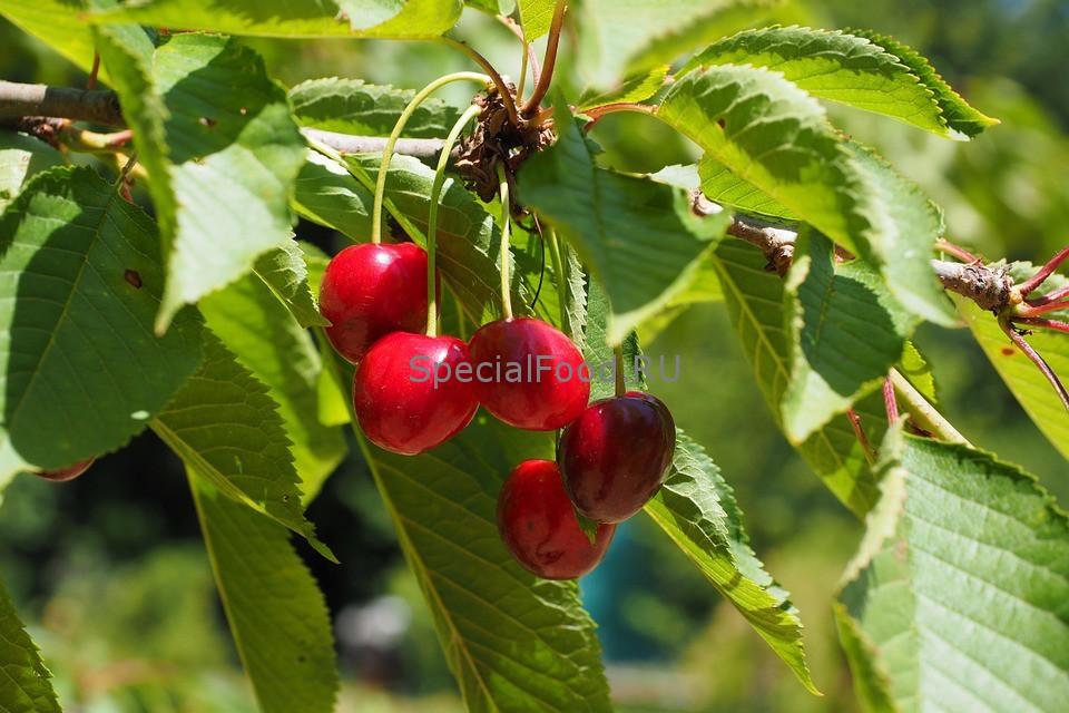 Черешня на дереве1