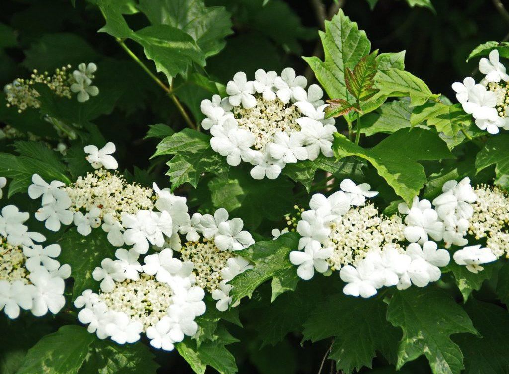 Цветки и листья калины