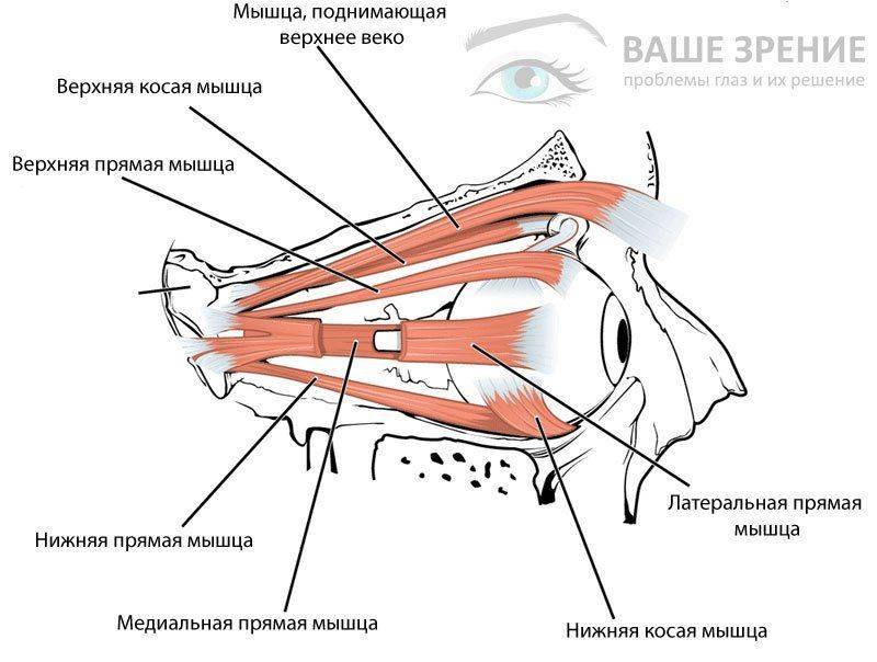 Мышцы важны в аккомодации Строение мышц глаз