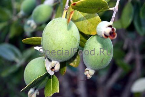 Фейхоа на ветке