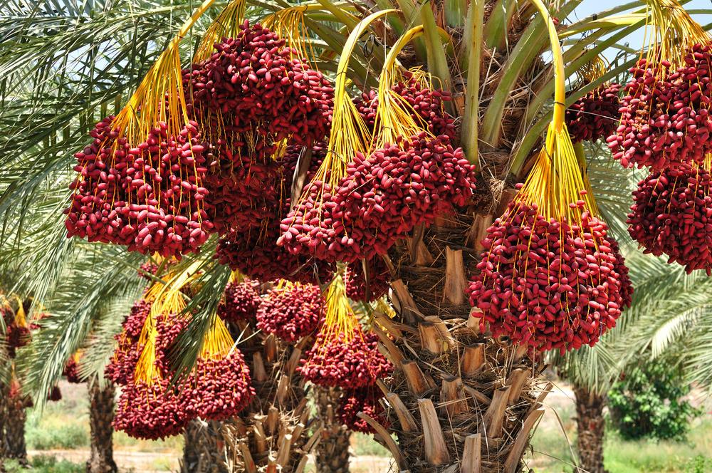 Финиковое дерево