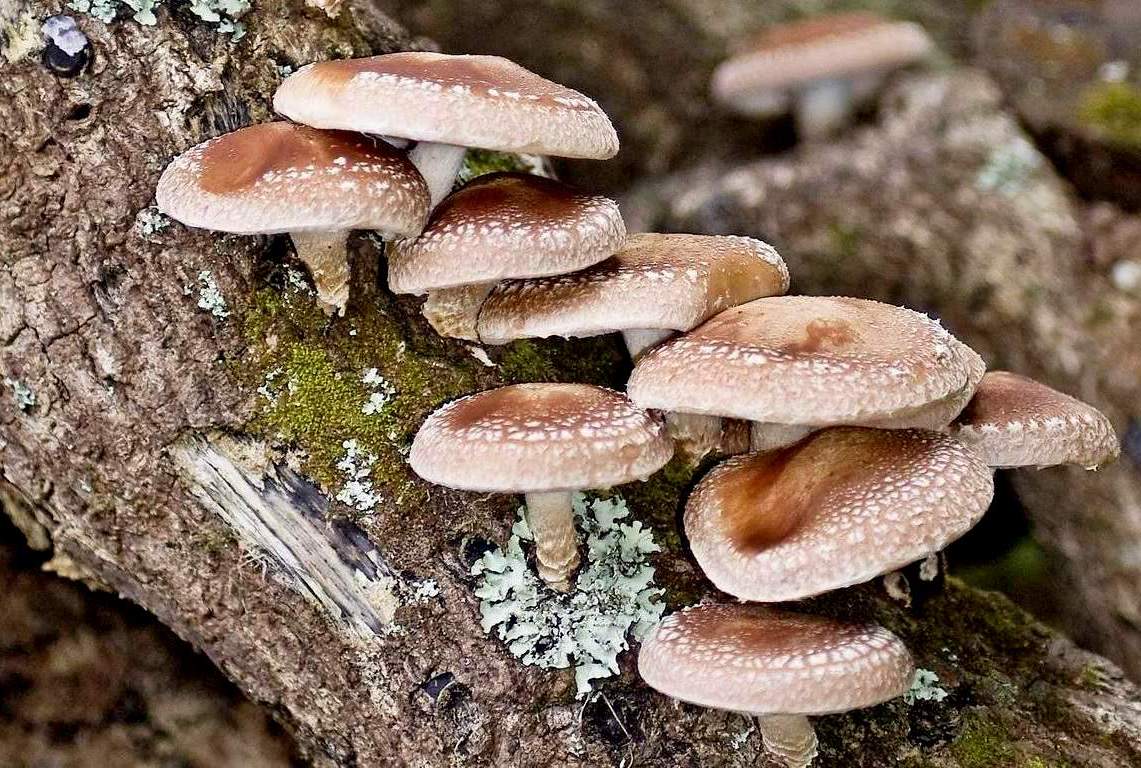 Грибы шиитаке