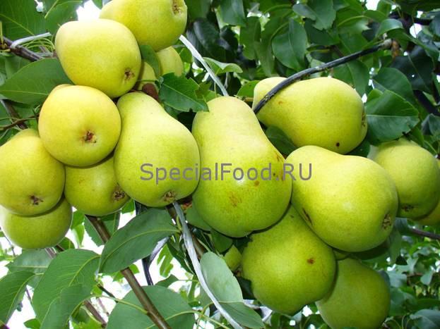 Груши на дереве