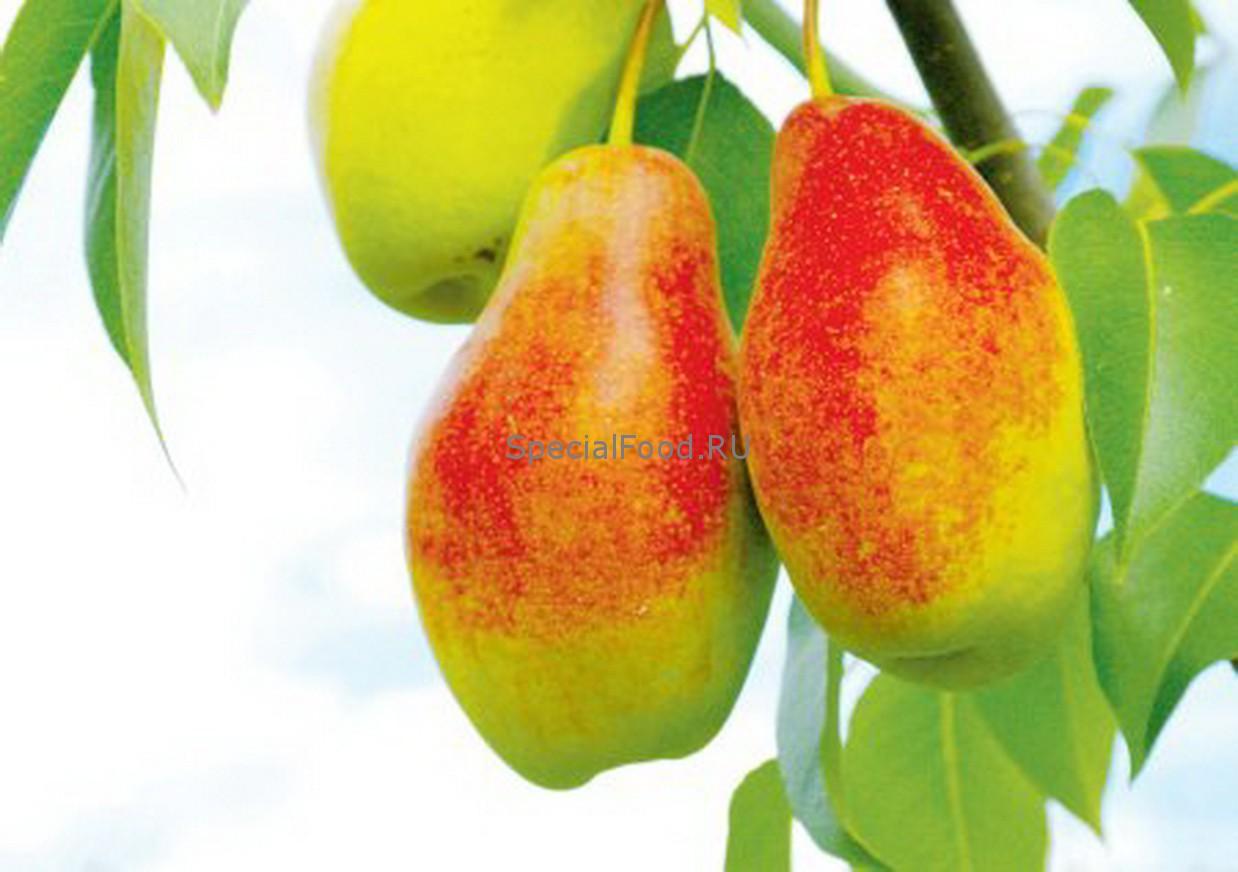 Красивые груши на ветке