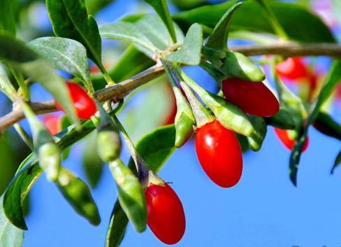 Ягоды годжи для похудения