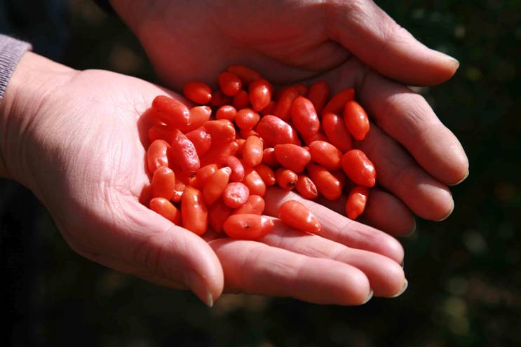 Ягоды годжи для похудения