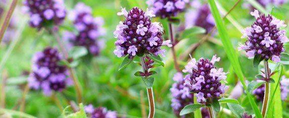 Чабрец Тимьян применяется при лечении катаракты