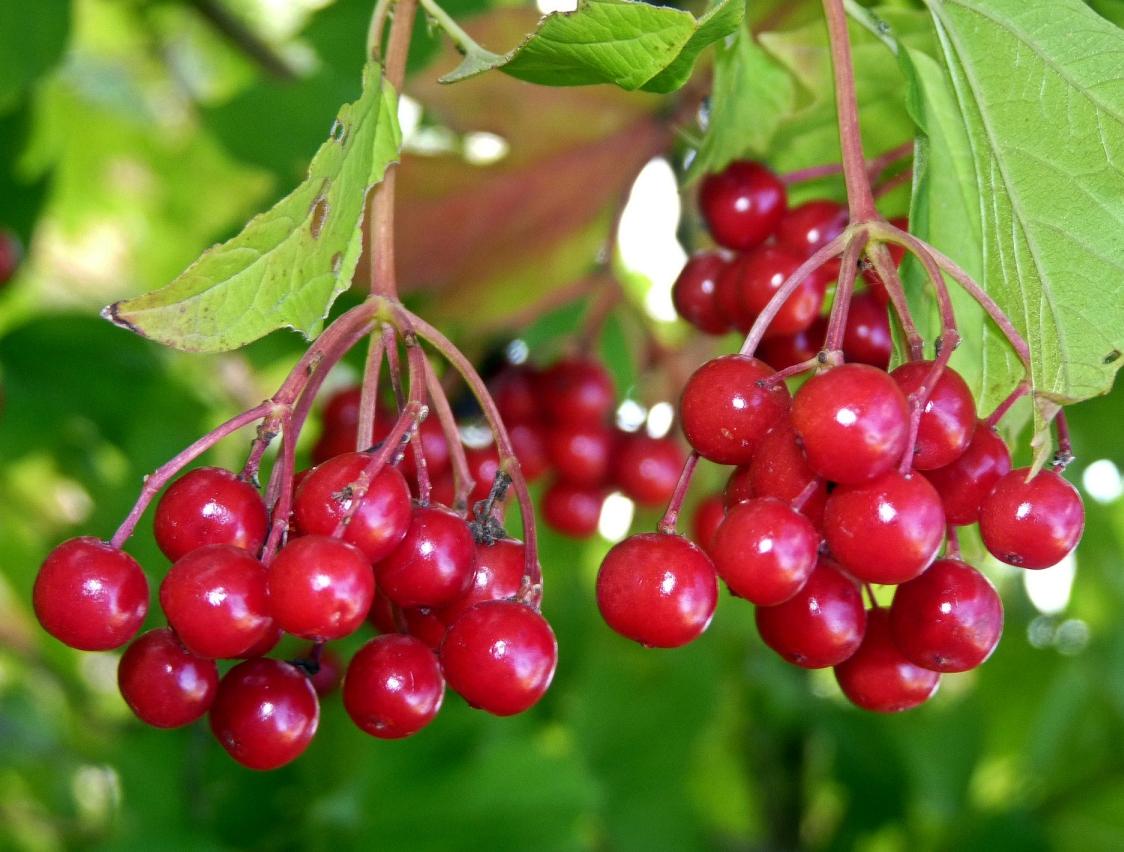 Калина красная