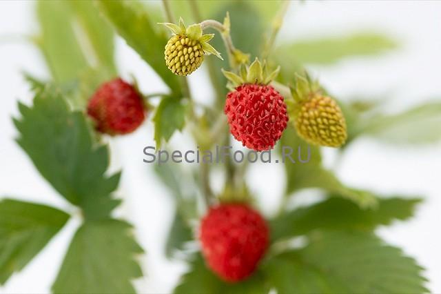 Клубника на кусте