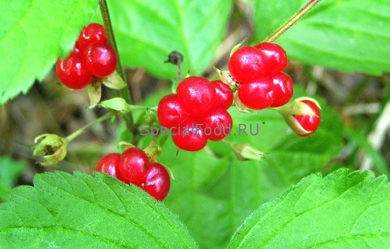 Костяника на кусте