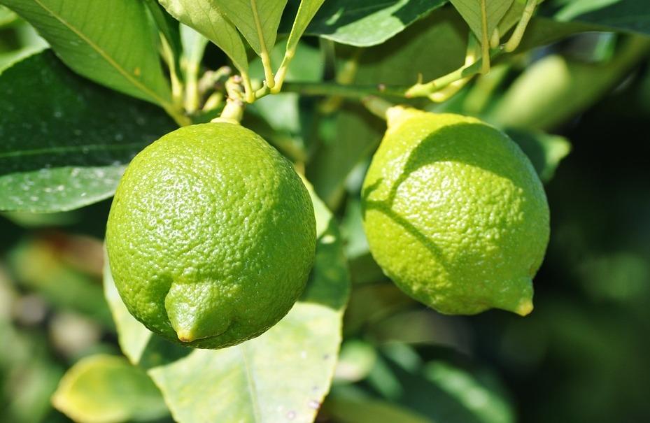 Лайм на ветке дерева