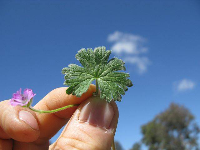 Полезное растение Листья герани. Эти цветы можно найти практически на любом садовом участке. Многие выращивают их дома.