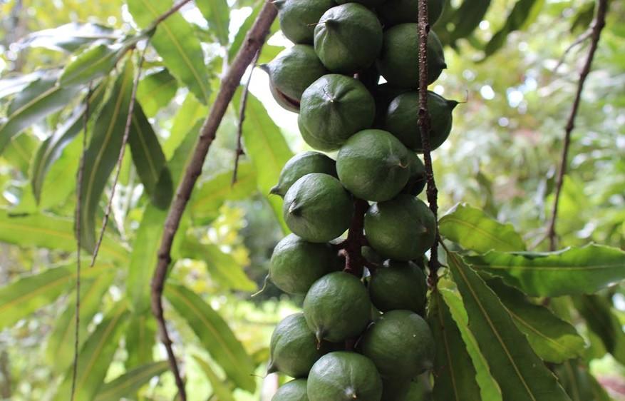 Макадамии на дереве