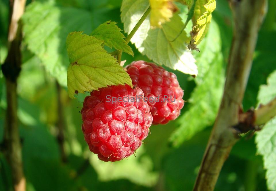 Малина на кусте