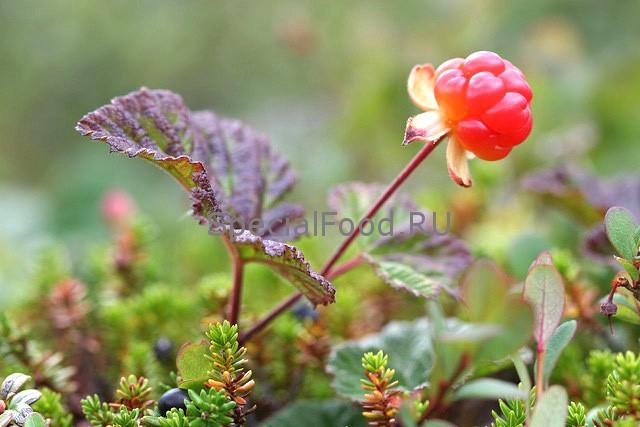 Морошка на поляне