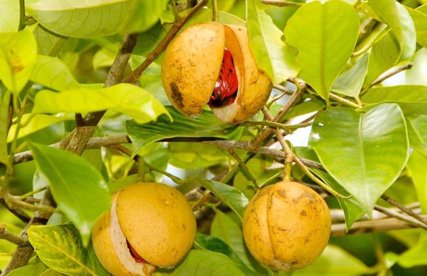 Мускатный орех на дереве