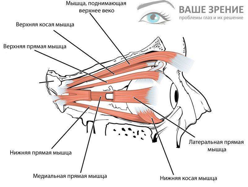 Схема мышц глаз Строение глазных мышц