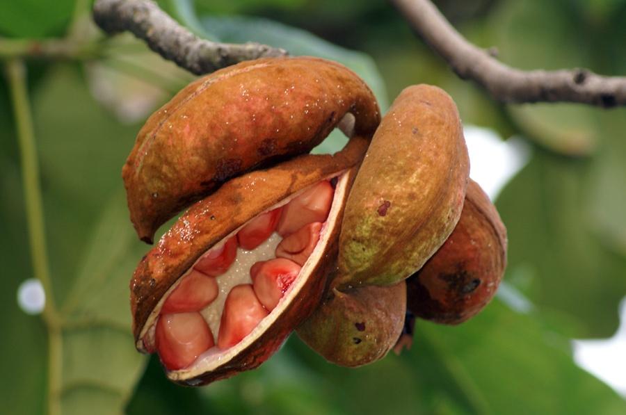 Орех колы на дереве