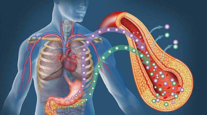 Поджелудочная железа