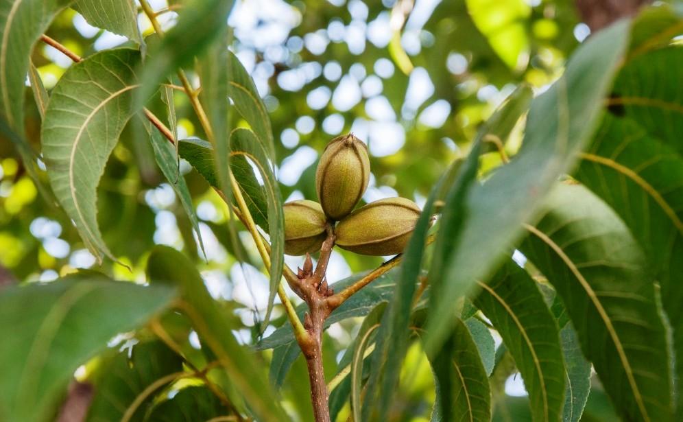 Полезные свойства ореха пекана