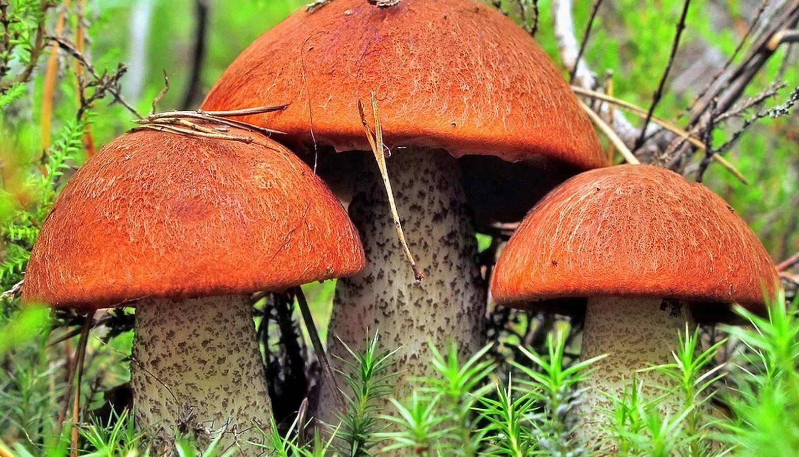 Польза грибов