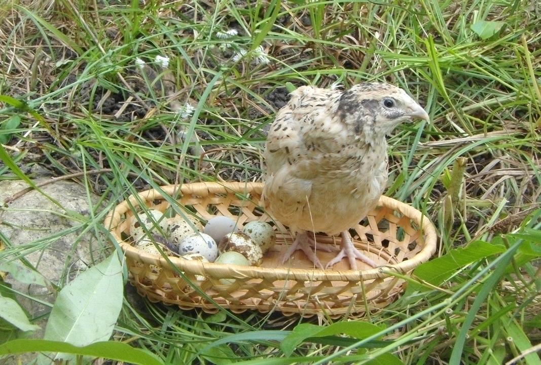 Польза перепелиных яиц