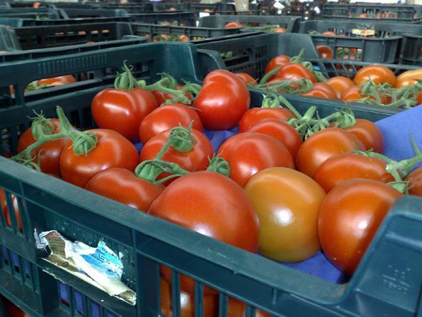 Помидоры, томатная паста, кетчуп в диете - вред и польза