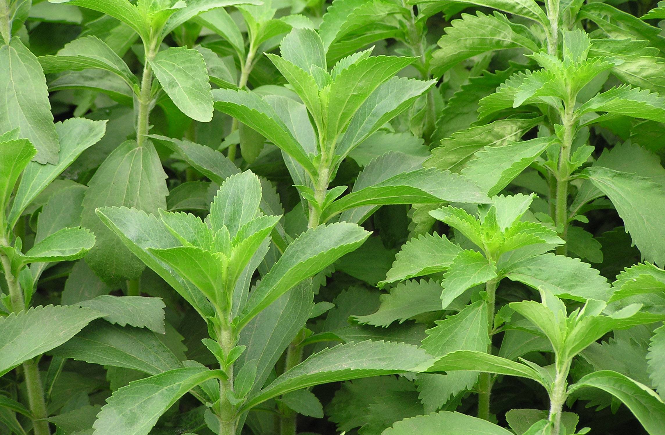 Растение Стевия