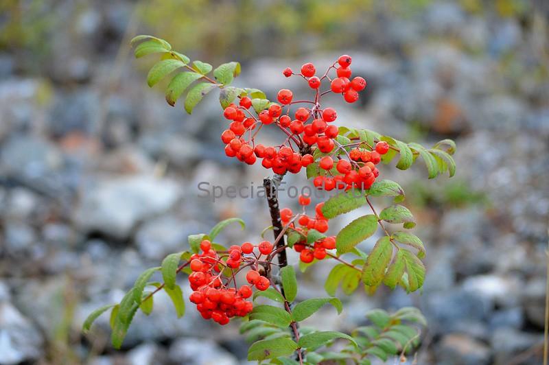 Рябина на ветке