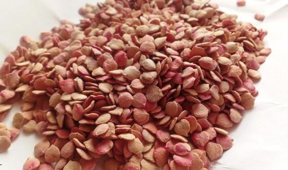 Семена калины