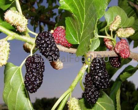 Шелковица на дереве