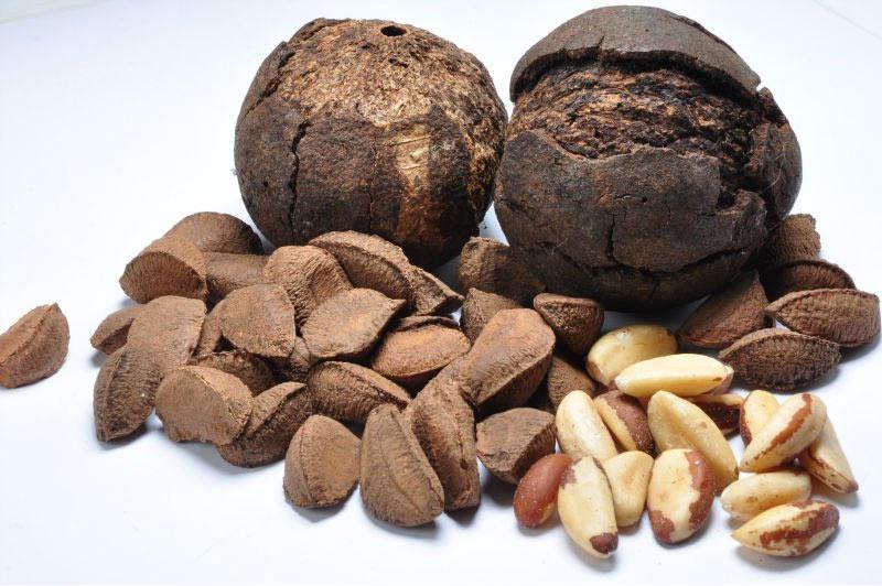 Состав бразильского ореха
